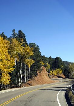 Colorado Highway - Yellow Fall in the Colorado. Aspen Trees. Colorado USA
