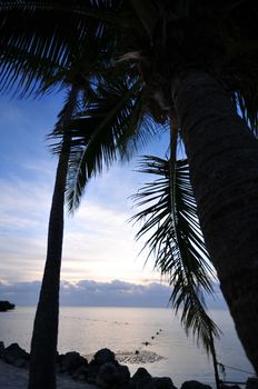 Beach Sunrise - Palm Tree Shapes and Atlantic Ocean. Florida Keys, Florida USA.