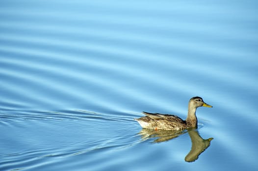 Mallard Duck on Lake. Calm Small Lake Water. Wildlife Photo Collection.