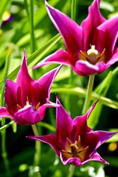 Beautiful Tulips - Vertical Photography. Purple-Pinky Tulips.