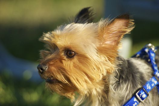 Australian Silky Terrier in Park. Closeup Photography. Australian Silky Terrier Horizontal Photo.