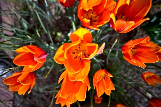 Orange-Red Tulips Blossom. Wide Angle Top Closeup Photography. Dark Orange Tulips.