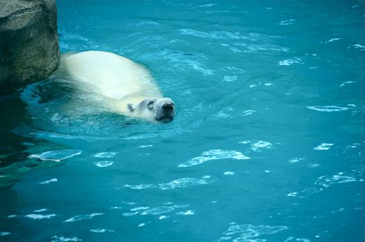 Polar Bear / Ursus Maritimus / in the Zoo Pool-Cage. Swimming Polar Bear .
