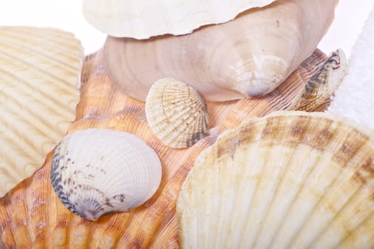 Decorative Shells. Ocean Shells.