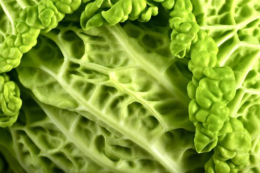 Fresh Raw Cabbage Closeup Photography ( Macro Photo ) Green Cabbage.