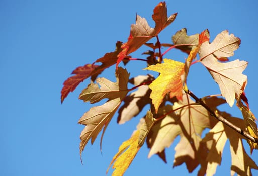 Autumn Leafs on Clear Blue Sky. Autumn/Fall Theme. Horizontal Photo.