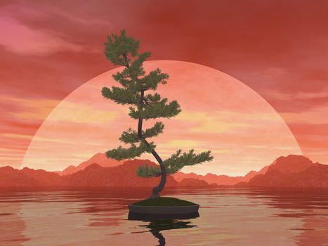 Scotch pine bonsai tree by red sunset over the water - 3D render