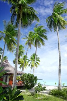 View of nice bungalow on  tropical empty sandy beach with some palm
