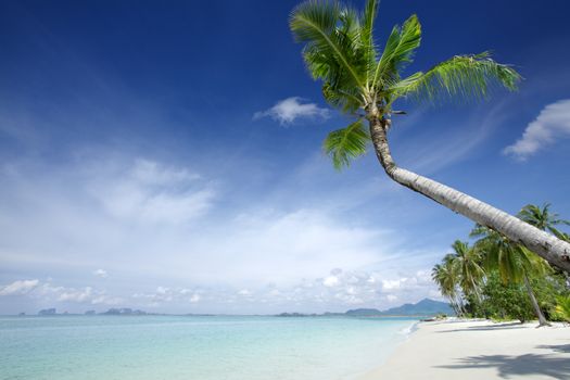 View of nice tropical beach with some palms