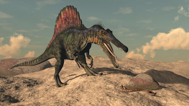 Spinosaurus dinosaur hunting a snake in the desert by sunset - 3D render