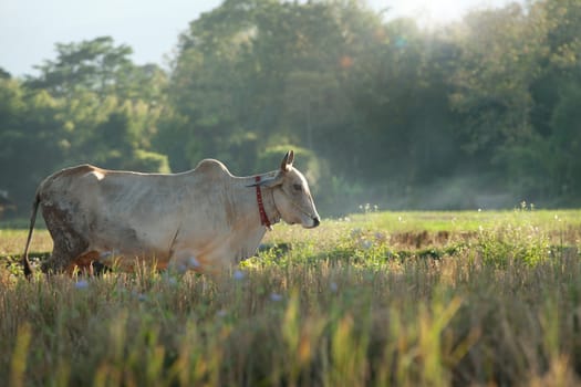 view of nice cow is walking through the valley during sunrise