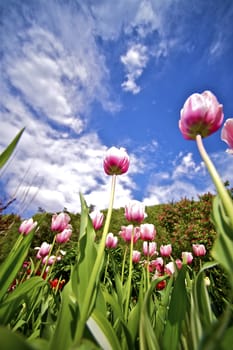 Pinky Tulips Wide Angle Photography. Summer Sky Above the Garden.