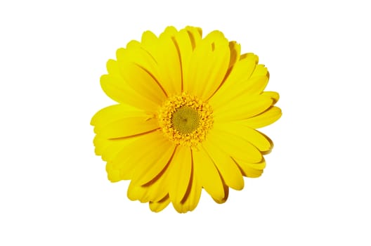 Yellow Isolated Gerber - White Solid Background. Top View. Floral Photo Collection