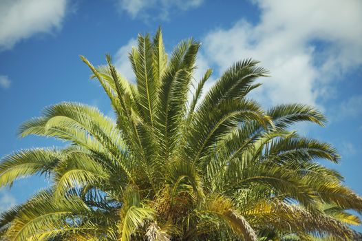 Canary Island Date Palm - ( Phoenix Canariensis ) Large Majestic Palm, With a Very Solid Trunk, and Long Feather Leaves With Spined Petioles. California USA