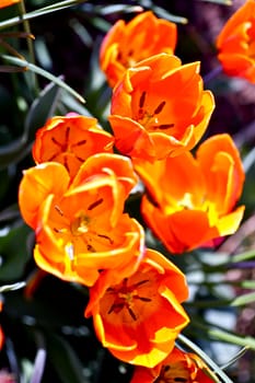 Small Orange-Red Tulips - Top View. Blooming Tulips. Vertical Photo. Spring Flowers Photo Collection
