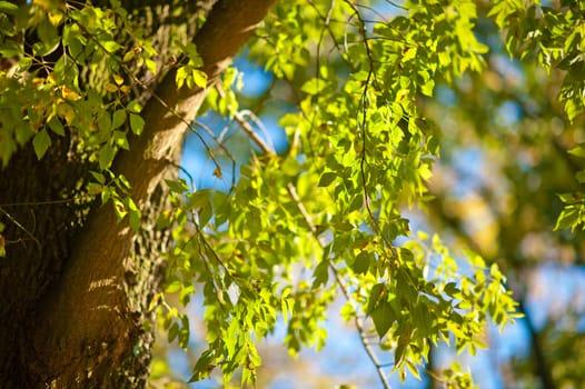Green Branches in the Park. Plants Coming to Life - Spring Time.