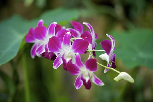 Pink Tropical Orchidee Horizontal Photo.