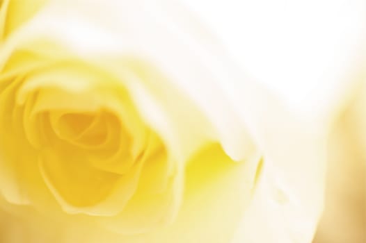 Yellow Rose Background - Rose Macro. Heavy Bokeh.