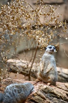 Suricate (Meerkat) on the Rock. Vertical Suricate - Meerkat Photo.