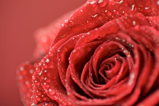 Fresh Red Rose Macro Photo. Dew on the Rose. Great Theme for Special Occasions.