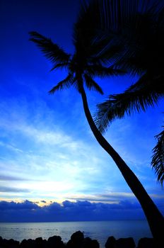 Tropical Sunrise. Early Morning on the Tropical Beach. Ocean Front. Shapes of the Palm Trees. Destination Theme.