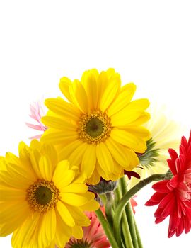 Yellow Gerberas. Gerber Flower. Flowers Composition on Solid White Background. Flowers Photo Collection.