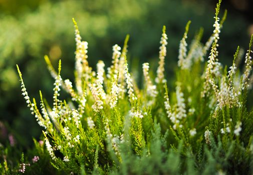 Moorland. White Heater Flowers. Closeout Photography. Moorland in the Sun. Nature Photo Collection.