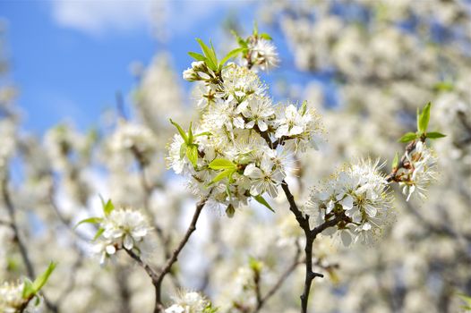 Wild Plum Branches Closeup. Early Spring Blossom - Wild Plum or American Wild Plum