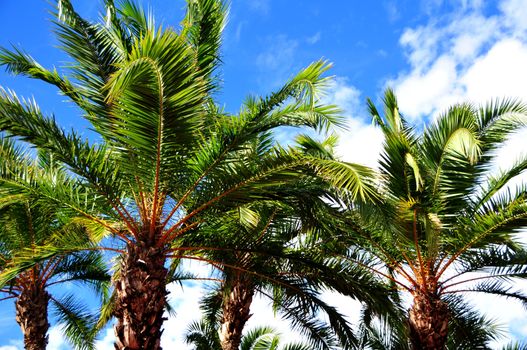 Florida Palms on the Summer Sky. Florida Photo Collection