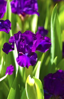 Dark Violet Iris Flowers - Vertical Closeup Photography