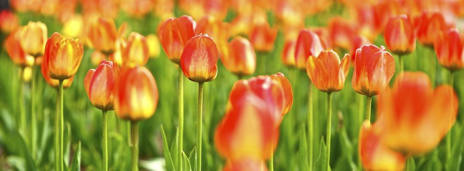 Tulips Panoramic Photo. The Tulip is a Perennial, Bulbous Plant with Showy Flowers in the Genus Tulipa, Which Comprises 109 Species and Belongs to the Family Liliaceae. Flowers Photo Collection.