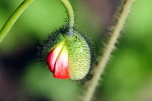 Blooming Spring. Tiny Flower Blossom. Spring in the Garden. Beautiful Macro Shot.