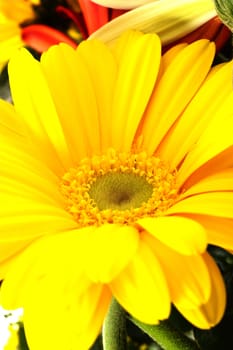 Yellow Gerber - Floral Theme.