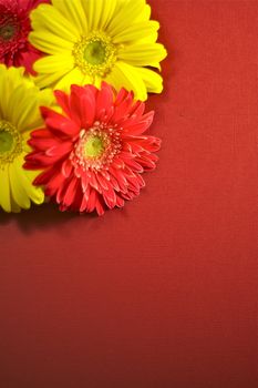 Burgundy Textured Background and Three Gerberas. Floral Copy Space.