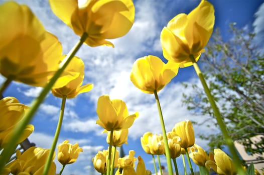 Yellow Tulips in the Sun. Tulips Blossom. Spring in the Botanic Garden. Wide Angle Creative Photo. Cloudy Blue Sky