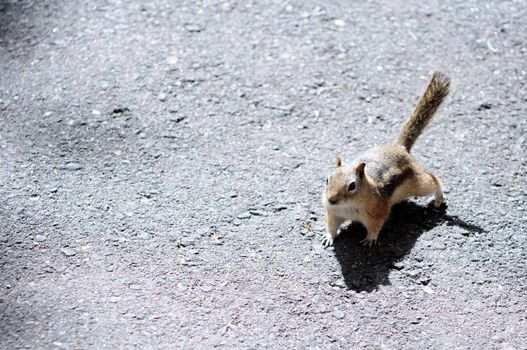 Little Cute Squirrel