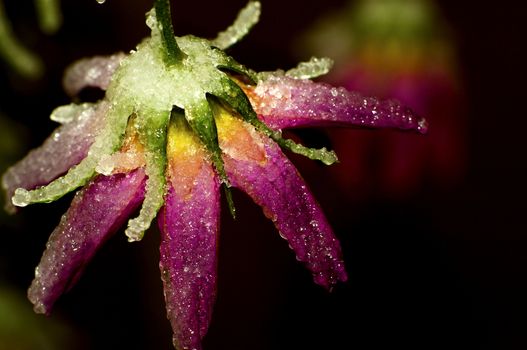 Frozen Pink Flower. Early Wintry Weather. Frozen Rain Weather. Closeup Nature Photography.