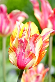Blossom Tulips Closeup. Pinky-Yellow Blossom Tulips - Vertical Photography