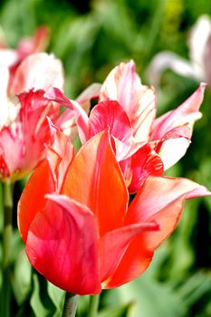 Beautiful Tulips Closeup Photography. Flowers Photo Collection. Blossom Tulips
