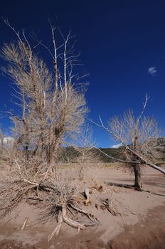 Dead Trees in the Great Sand Dunes National Park Colorado USA. Sandy Landscape