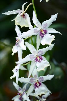 Beautiful White Orchid Flowers. Tropical Flowers Photo Collection.