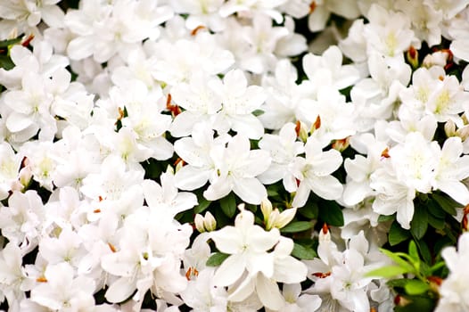 White Small Blossom Flowers in California. Spring in California USA