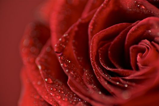 Rose Background. Red Rose and the Dew - Macro Photo. Great for Special Occasion Artwork.