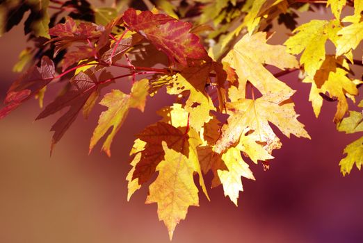 Autumn Background - Fall in the Forest. Yellowish Leafs Close-Up. Horizontal Photography.