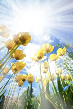 Yellow Tulips in the Sun Vertical Wide Angle Photography. Sun Rays Between Yellow Tulips