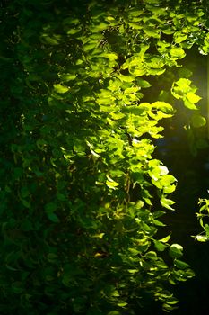 Morning Garden. Green Leafs in the Sun Rays.