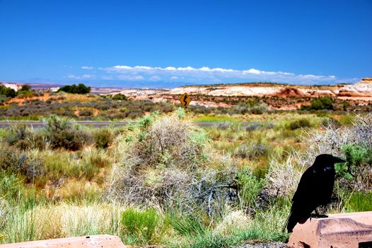 Black Raven in Utah Canyonlands Park. Utah Landscape ( Focused on the Crow )