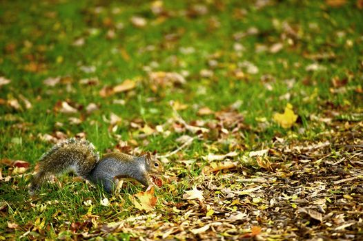 Squirrel in the Park. Early Fall. Grass and Leafs. Squirrels Belong to a Large Family of Small or Medium Sized Rodents Called the Sciuridae. 