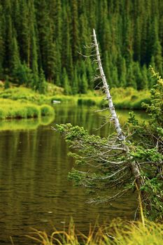 Colorado Wilderness. Spruce Tree and Small Mountain River. Vertical Colorado Wilderness Photography.
