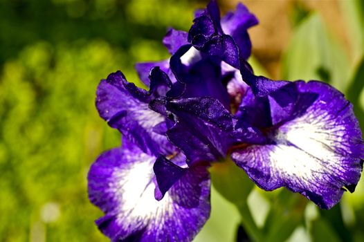 Spring in the Garden: Violet Iris Dark Rings. Iridaceae > Iris Family > Iris Dark Rings. Blue-Violet Iris Flowers Clous Out